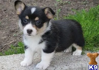 a small black and white pembroke welsh corgi puppy